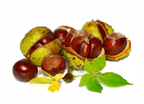 Horse chestnut