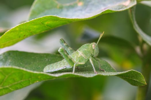 insect on leaf, Grasshopper perching on a leaf