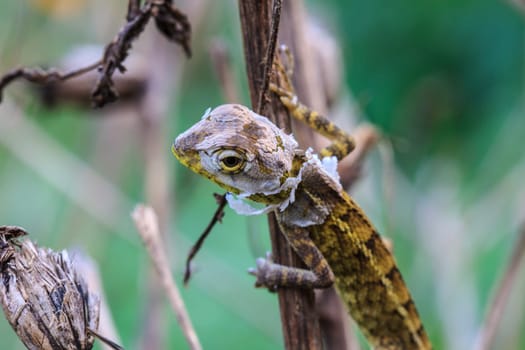 Green Lizard  changing skin resting on wood horizontal
