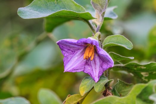 eggplant flowers blooming in nature with beautiful green bokeh background