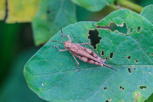 insect on leaf, Grasshopper perching on a leaf