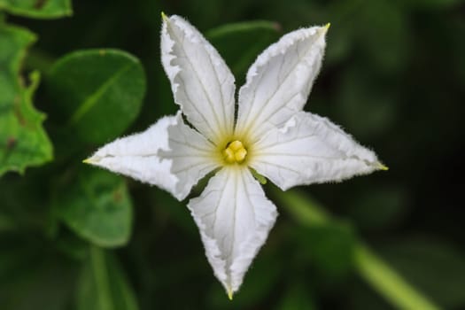 beautiful wild flower in forest, nature background