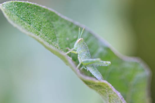 insect on leaf, Grasshopper perching on a leaf