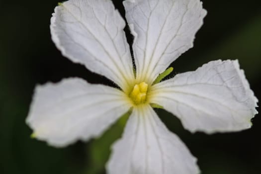 beautiful wild flower in forest, nature background