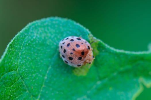 ladybird on green leaf close up