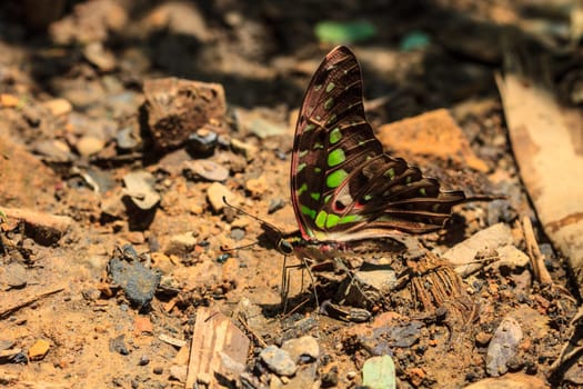 Beautiful Butterfly on ground in a forest