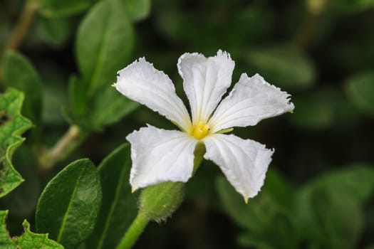 beautiful wild flower in forest, nature background