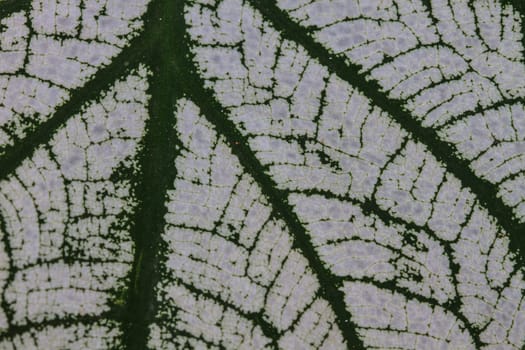Close up shot at abstract water drop on caladium leaves green