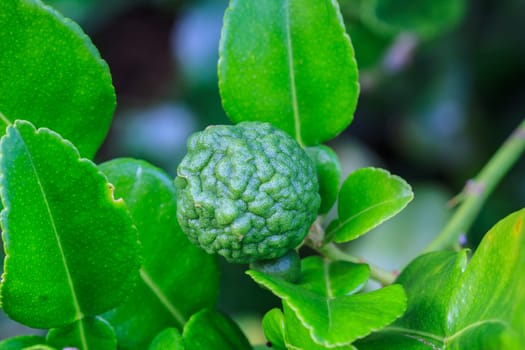Bergamot on Tree in gaden, bergamot (Kaffir Lime) fruits