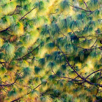Pine tree texture