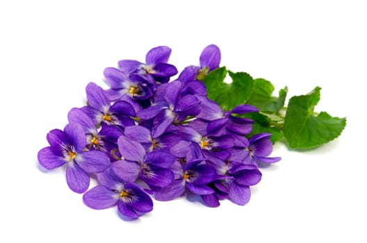 Violets