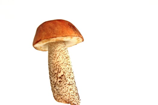 Mushroom exposed from white back gurgling (birch mushroom - Leccinum scabrum - syn. Boletus scaber)