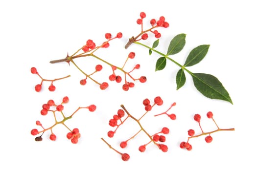 Szechuan pepper (Zanthoxylum piperitum),fruits exposed against a white background