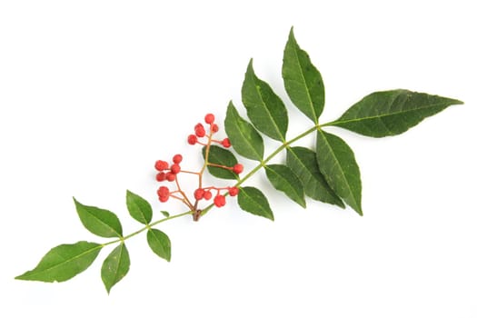 Szechuan pepper (Zanthoxylum piperitum),fruits exposed against a white background