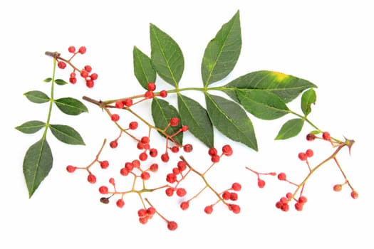 Szechuan pepper (Zanthoxylum piperitum),fruits exposed against a white background