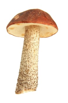 Mushroom exposed from white back gurgling (birch mushroom - Leccinum scabrum - syn. Boletus scaber)
