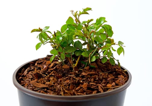 Ground cover rose