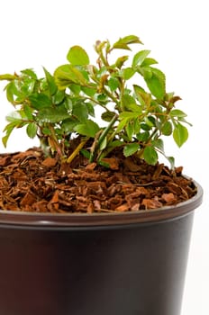 Ground cover rose