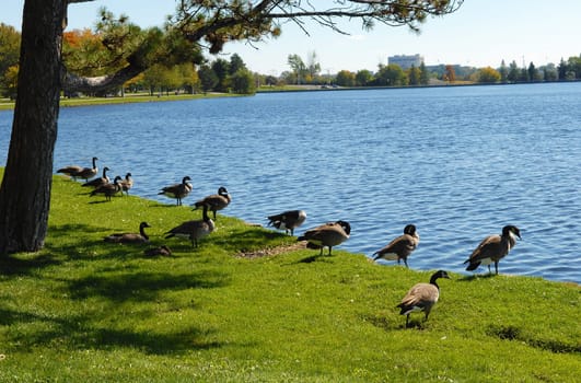 A few Canada geese on the Redeau canal in Ottawa, Canada under.blue sky..