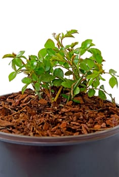 Ground cover rose