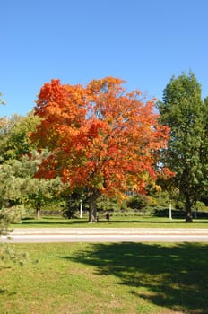 One colorful tree in the fall between green tree under blue sky..
