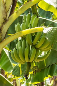 Bananas in the plantation,agriculture with tropical fruit