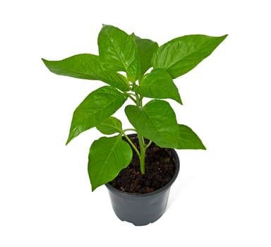 paprika