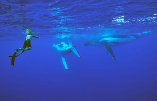 Humpback whales in Moorea - South Seas