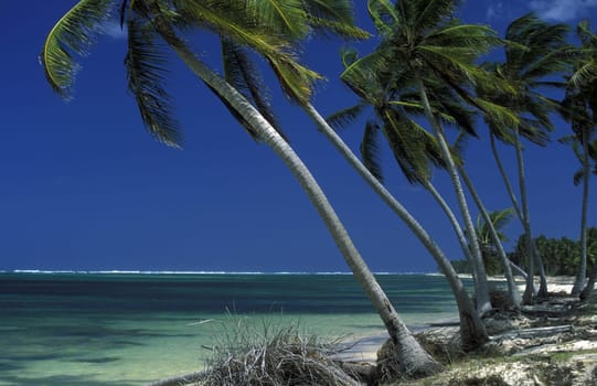 a Beach at the Village of Las Terrenas on Samanaon in The Dominican Republic in the Caribbean Sea in Latin America.