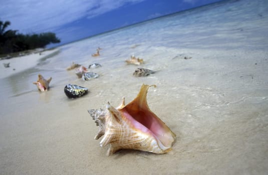 the coast of the Village of  Bayahibe in the Dominican Republic in the Caribbean Sea in Latin America.