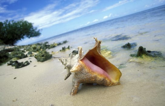 the coast of the Village of  Bayahibe in the Dominican Republic in the Caribbean Sea in Latin America.