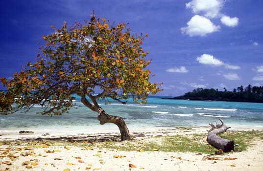 a Beach at the Village of Las Terrenas on Samanaon in The Dominican Republic in the Caribbean Sea in Latin America.