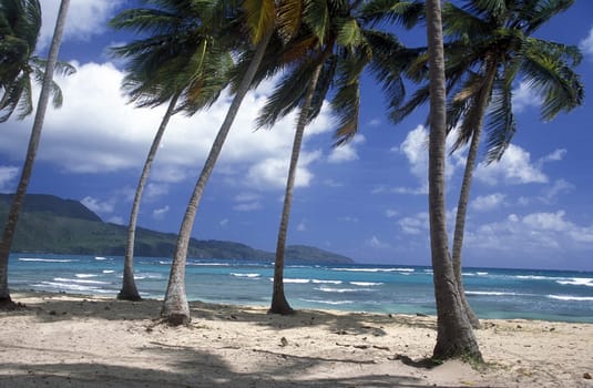 a Beach at the Village of Las Terrenas on Samanaon in The Dominican Republic in the Caribbean Sea in Latin America.