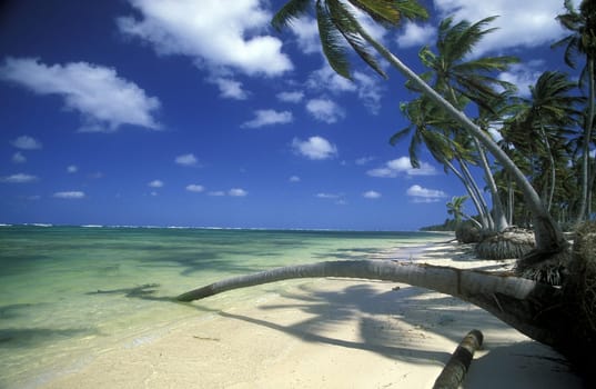 a Beach at the Village of Las Terrenas on Samanaon in The Dominican Republic in the Caribbean Sea in Latin America.