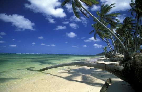 a Beach at the Village of Las Terrenas on Samanaon in The Dominican Republic in the Caribbean Sea in Latin America.
