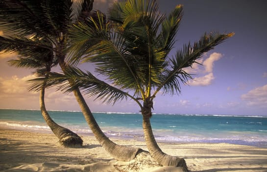a Beach at the Village of Las Terrenas on Samanaon in The Dominican Republic in the Caribbean Sea in Latin America.