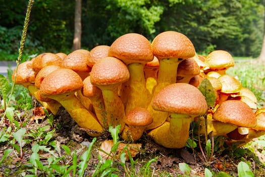 Many Nameko mushrooms on a tree stump at the roadside