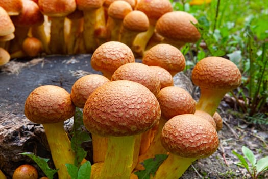 Close-up view of many Nameko mushrooms on a tree stump