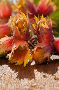 Hazelnut fruits "Red Zellernus"" from the tree on wooden board"