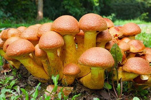 Many Nameko mushrooms on a tree stump at the roadside in the forest