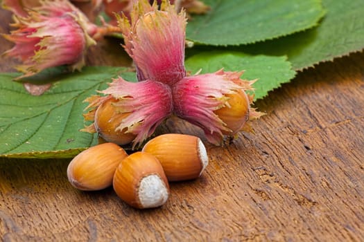 Close-up view of ripe red Hazelnut fruits and leaves from the tree on old wooden board