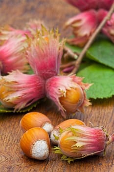 Hazelnut fruits and leaves from the tree on old wooden board