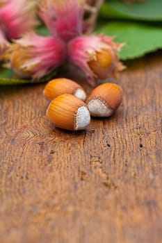Macro of natural Hazelnut fruits and leaves from the tree on old wooden board with copy space