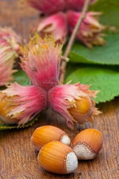Macro of natural Hazelnut fruits and leaves from the tree on old wooden board