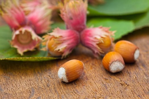 Macro of natural Hazelnut fruits and leaves from the tree on old wooden board