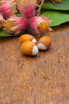 Macro of natural Hazelnut fruits and leaves from the tree on old wooden board with copy space