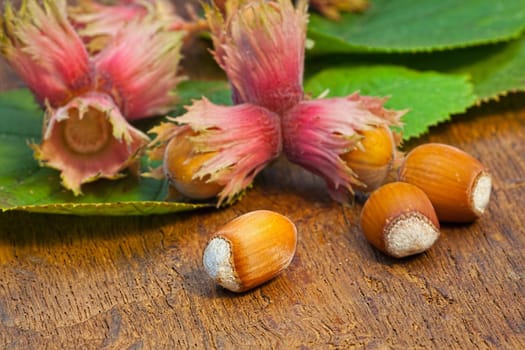 Ripe red Hazelnut fruits and leaves from the tree on old wooden board