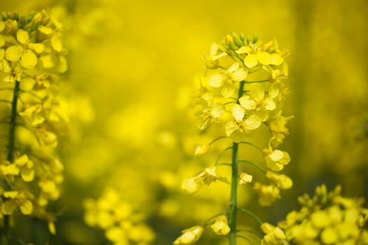Rape seed flower in field of flowers with shallow depth of field.