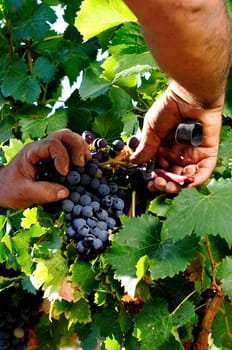 Details of vineyards, rows of old and young vines during harvest.