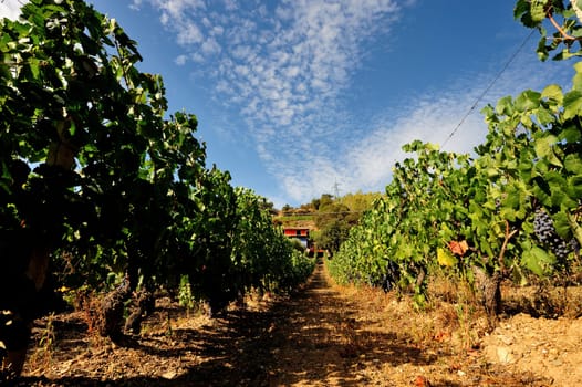 Details of vineyards, rows of old and young vines during harvest.